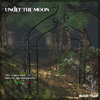 [Black Tulip] Under the Moon