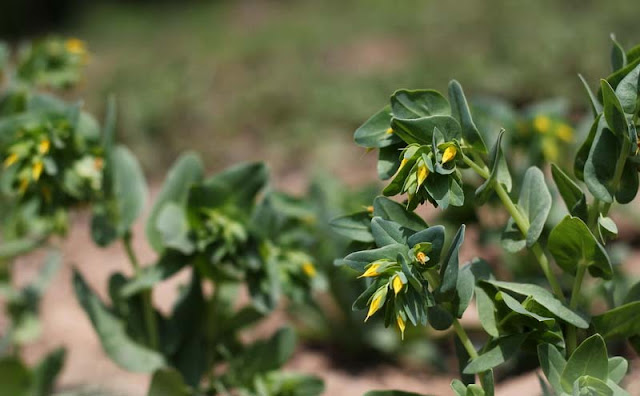 Cerinthe Minor Flowers Pictures