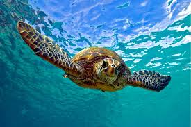 A Turtle in the Sea