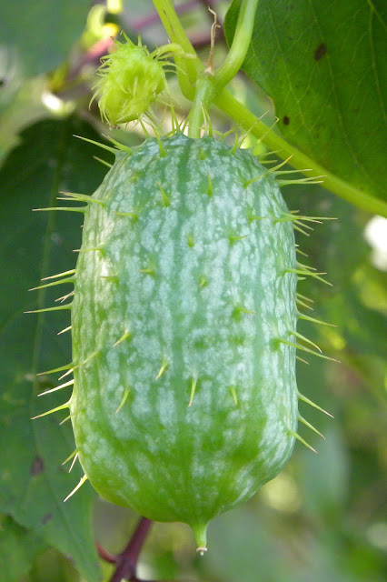 Green Spikey Thing