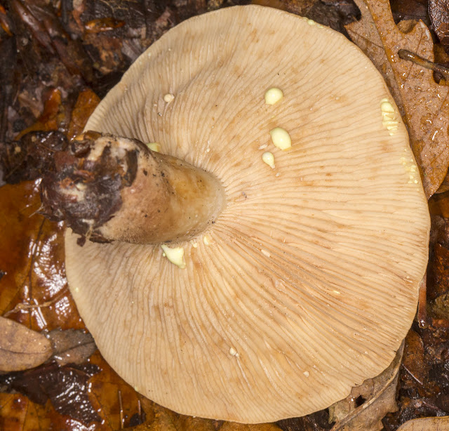 Lactarius chrysorrheus, Yellowdrop Milkcap.  Keston Common, 19 October 2013.