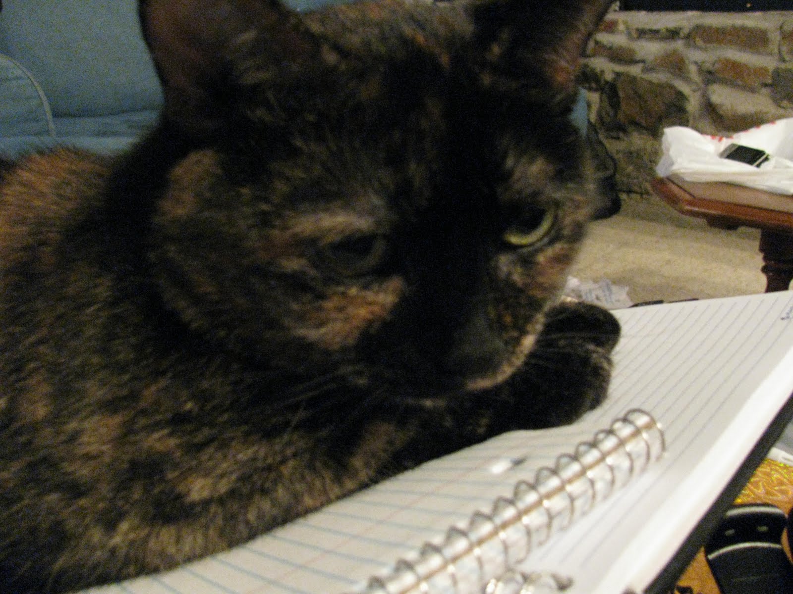 Earn Your Donuts How to Beat Up a Kitty