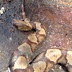 Beheaded Snake Attacked Its Own Body