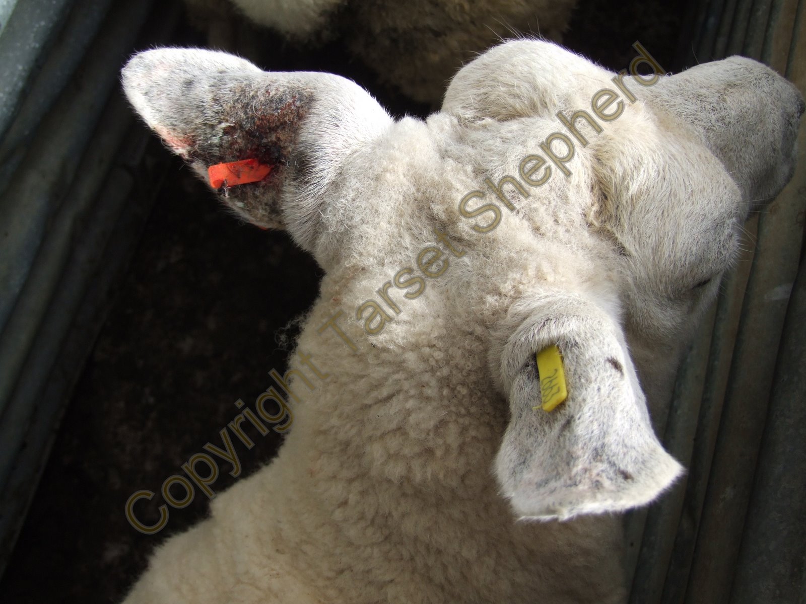 Shepherd's blog sheep tagging a welfare issue?