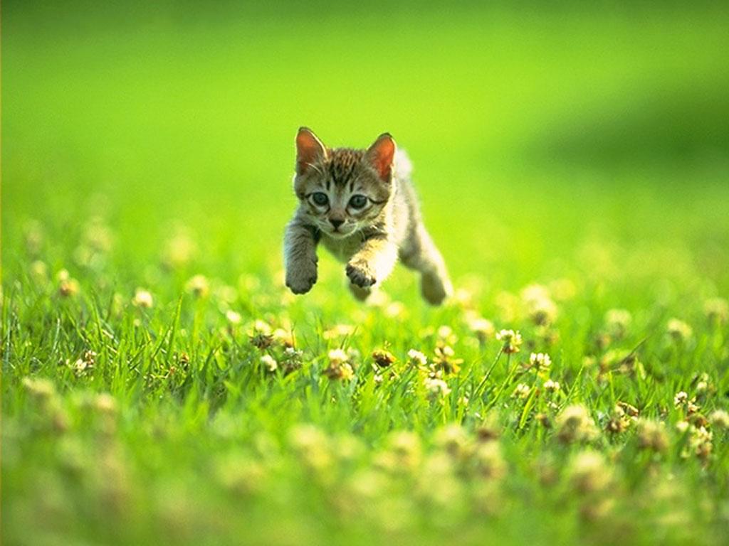 animals planet animal cute