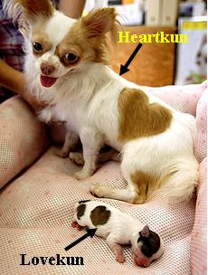 Chihuahua Heart