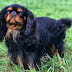 El Toy Spaniel Inglés y sus 4 Tipos