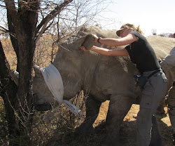 Rhino capture