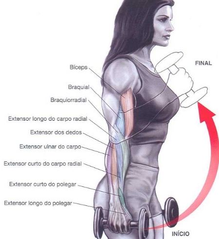 Necessaire Chic: Musculação - Treino para braços (Feminino)
