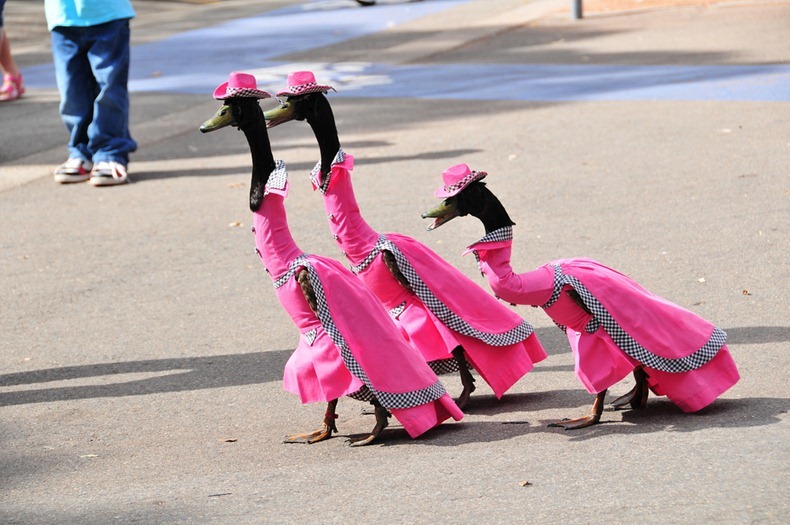 Pied Piper Duck Fashion Show In Australia