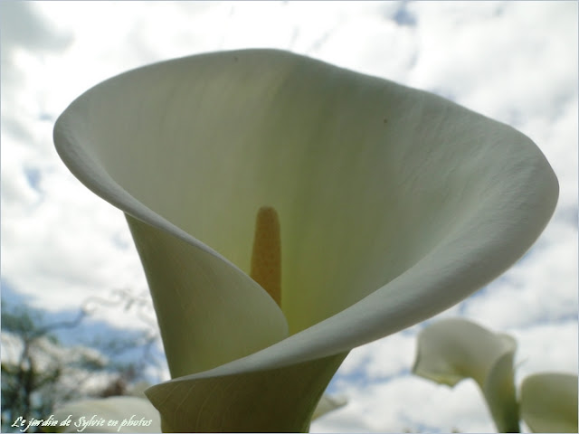 arum blanc