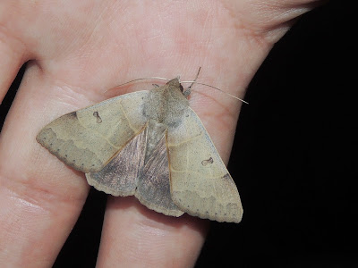 Minucia lunaris Minucia lunaris