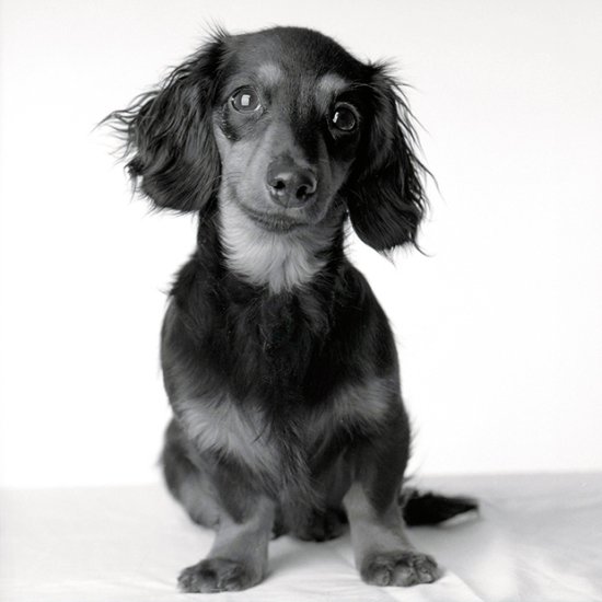 Dog Years - A fotografia de cães tiradas com anos de diferença, de Amanda Jones Amanda Jones fotografia cachorros através dos anos dog years cães idades