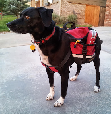 Dog wearing Nintendo 3DS in backpack to earn Play Coins