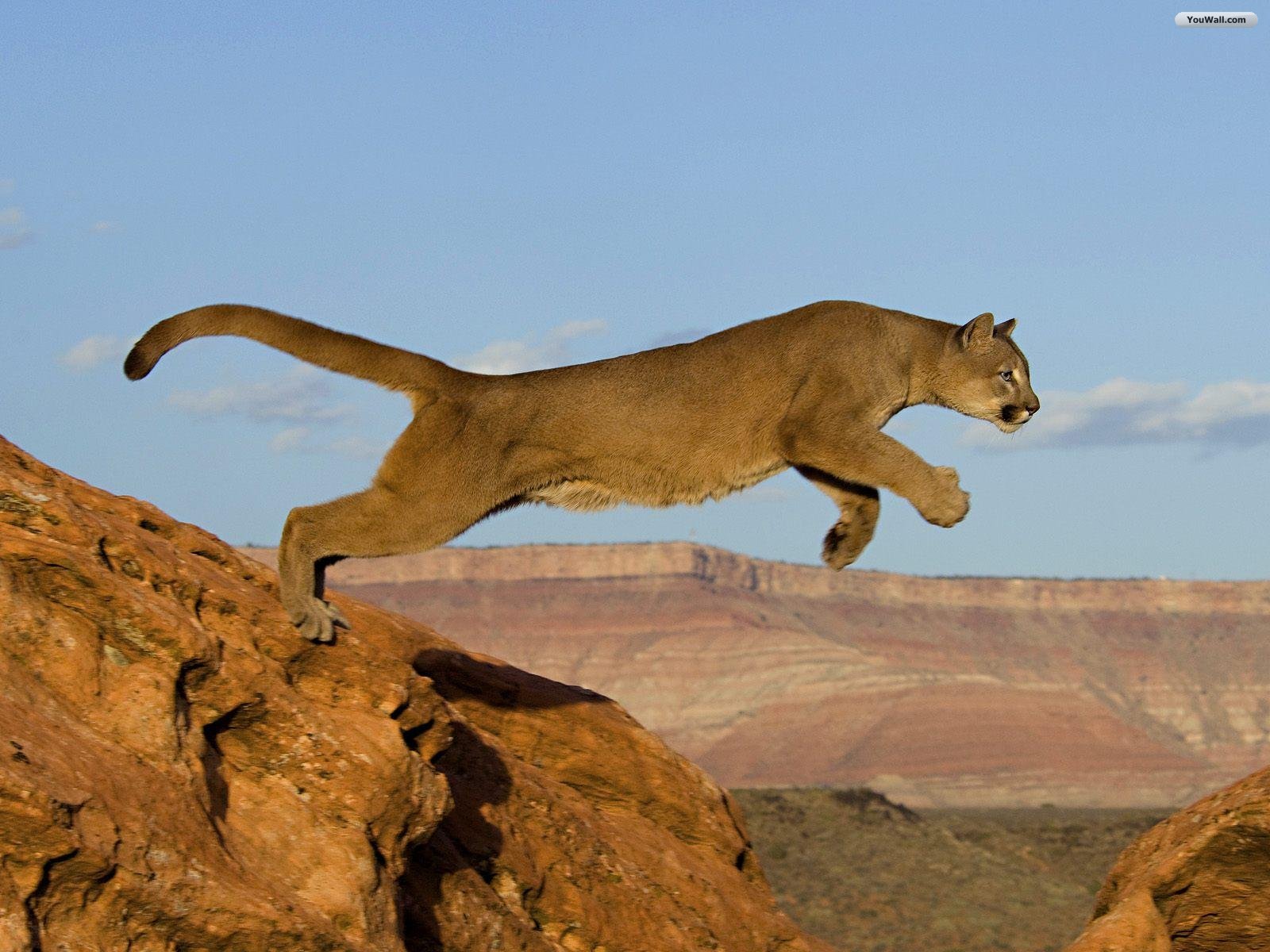 pumas qué pumas qué