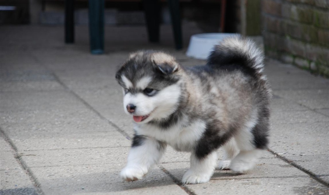 malamute puppies alaskan malamute reviews and pictures april 2013 malamute puppies alaskan malamute reviews and pictures april 2013
