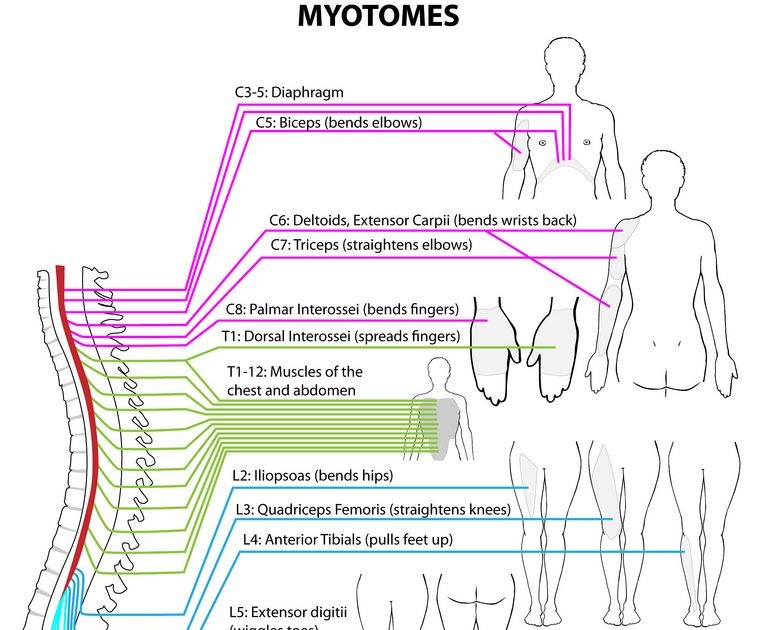 Myotome Testing Chart