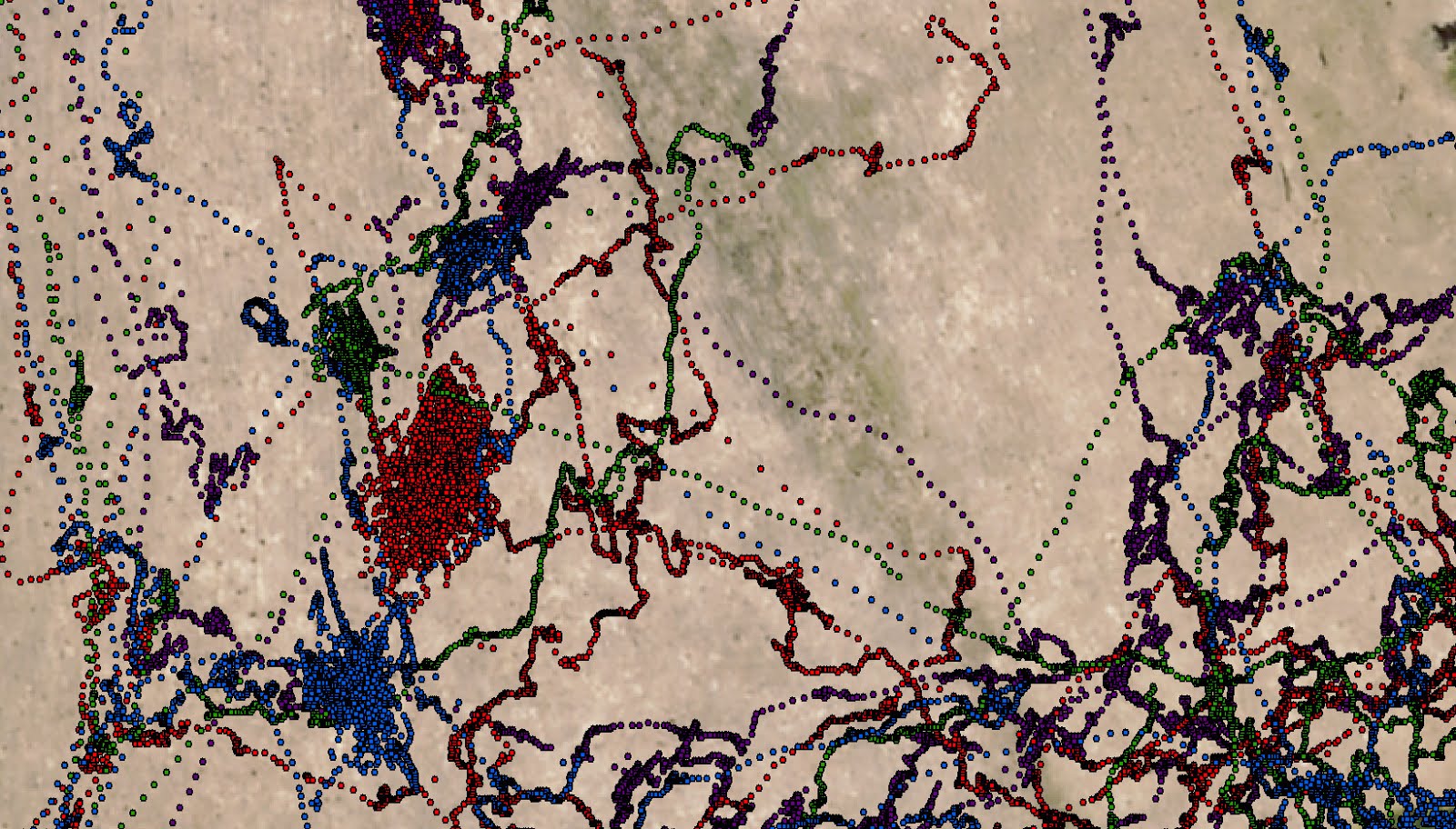 gps data for four cows different colors showing three distinct activity patterns 1 clustered points indicate resting ruminating 2 a line with space gps data for four cows different colors showing three distinct activity patterns 1 clustered points indicate resting ruminating 2 a line with space