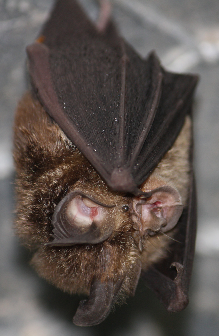 Eastern Horseshoe Bat Rhinolophus megaphyllus