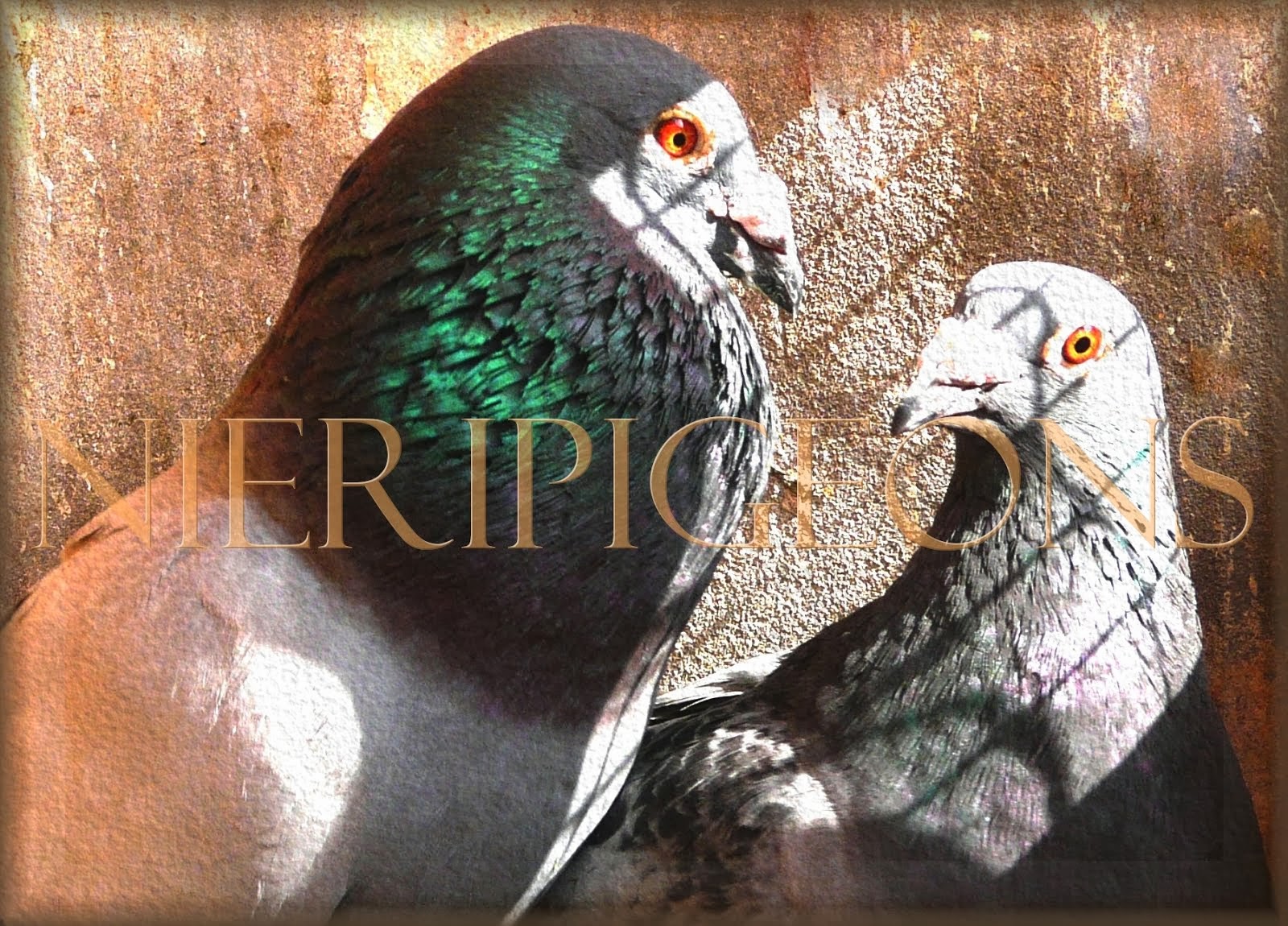 NIERIPIGEONS