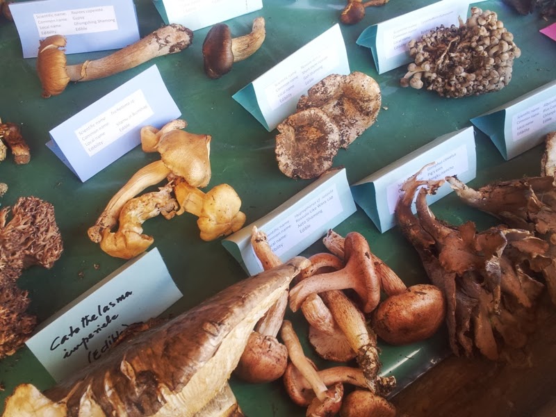 From Down Under to the Top of the World Matsutake Mushroom Festival