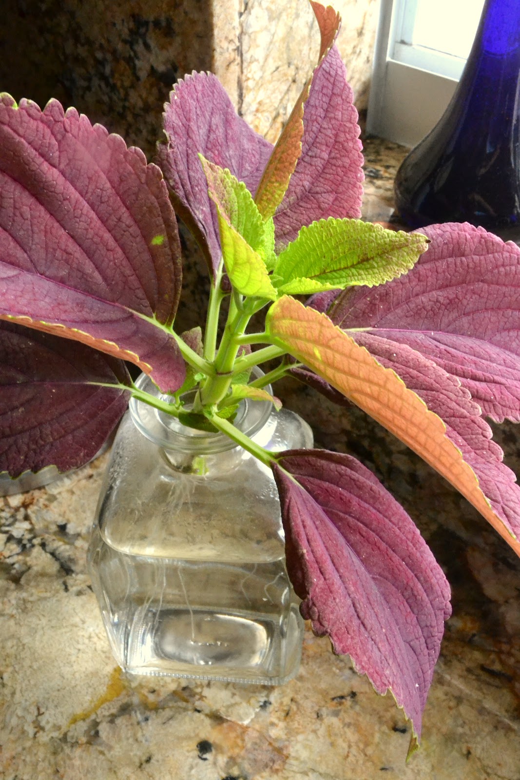 The Homeless Finch How To Root Coleus. It's Easy. (and a Feature!)