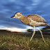 Finalista concurso fotográfico FOTOAVES 2014 de SEOBirdlife