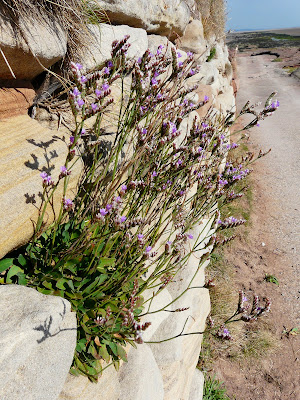 Cotton Sea Lavender, Hilbre Island