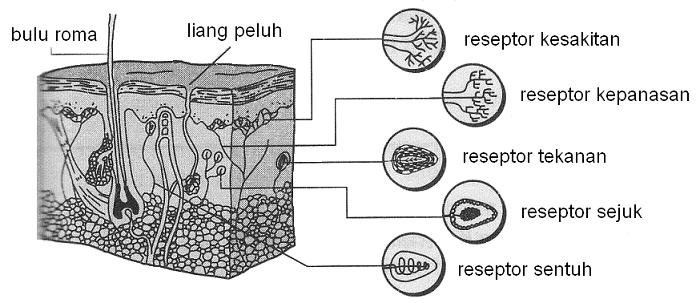 Sihat Sambil Ber Shaklee Ogos 2013