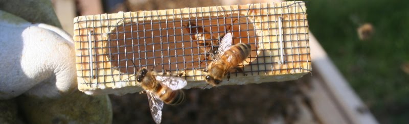 LeAnn's Bees