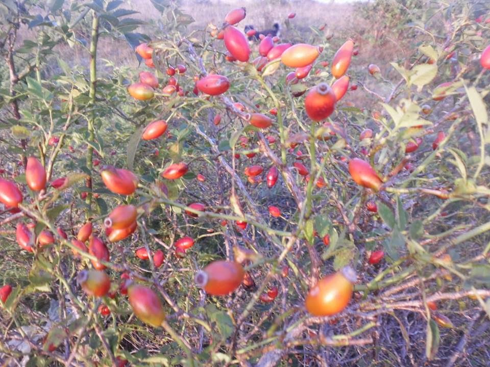 AlbNatyra: TRËNDAFILI EGER (Rosa canina)