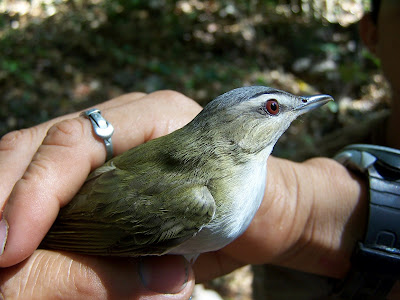 birds Nicaragua