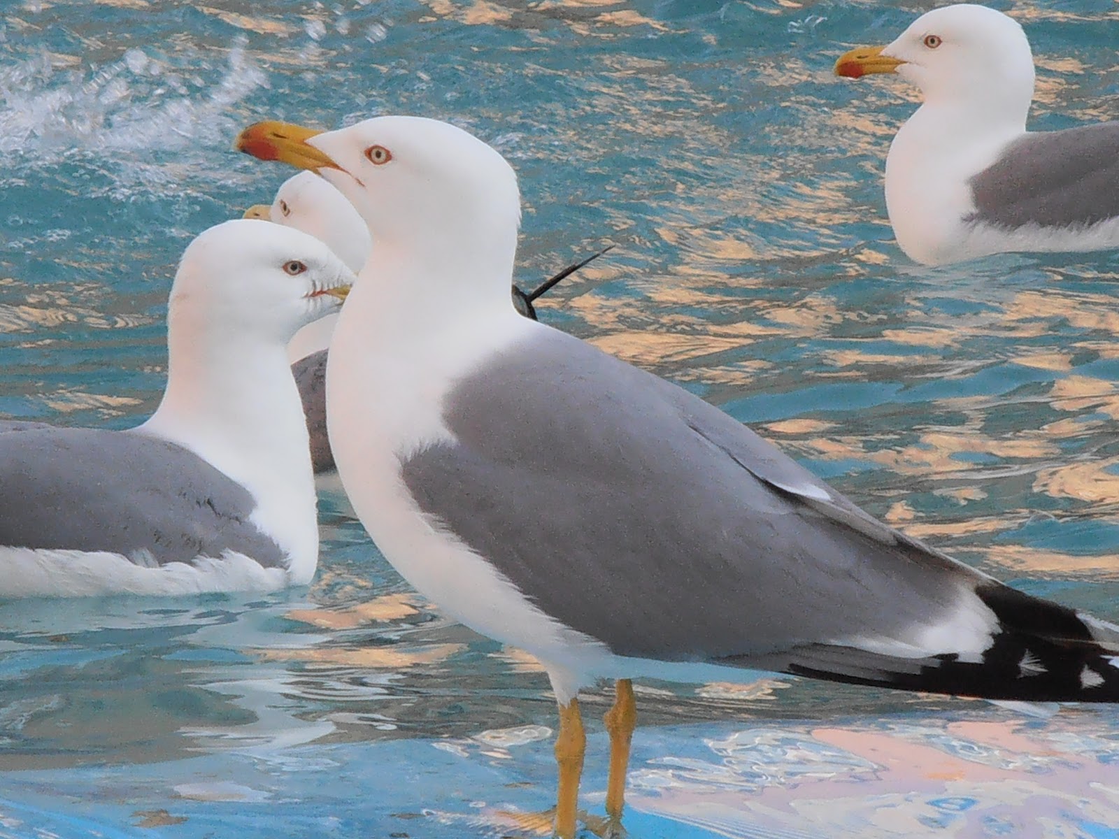 GAVIOTA PATIAMARILLA Larus michaellis Plantas rioMoros
