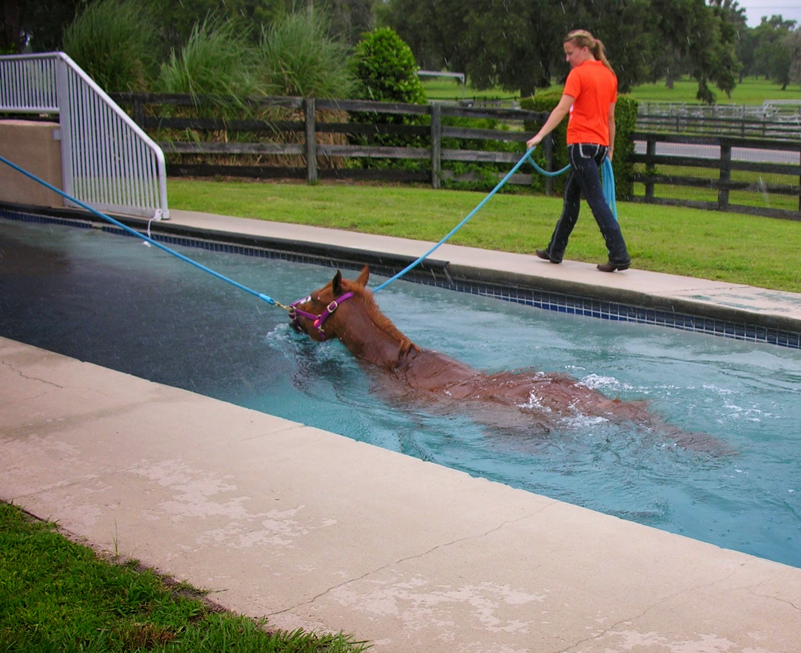 Michael Porter, Equine Veterinarian Rehabilitation of horses through controlled swimming!!