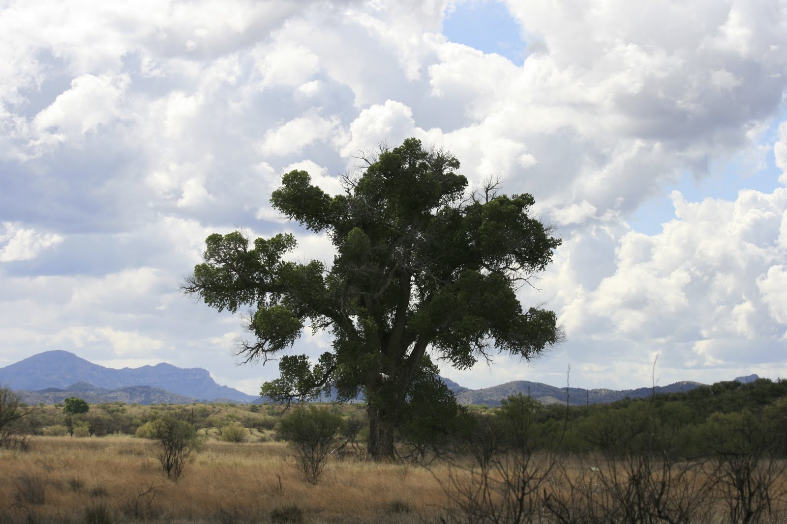 Sonoran Connection The Mighty Cottonwood Tree