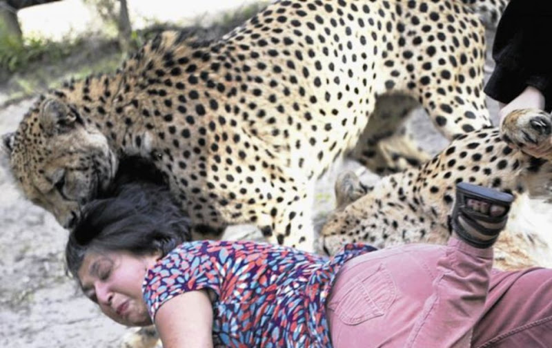 Feline Fury: Lion, Leopard, Lynx, Cheetahs