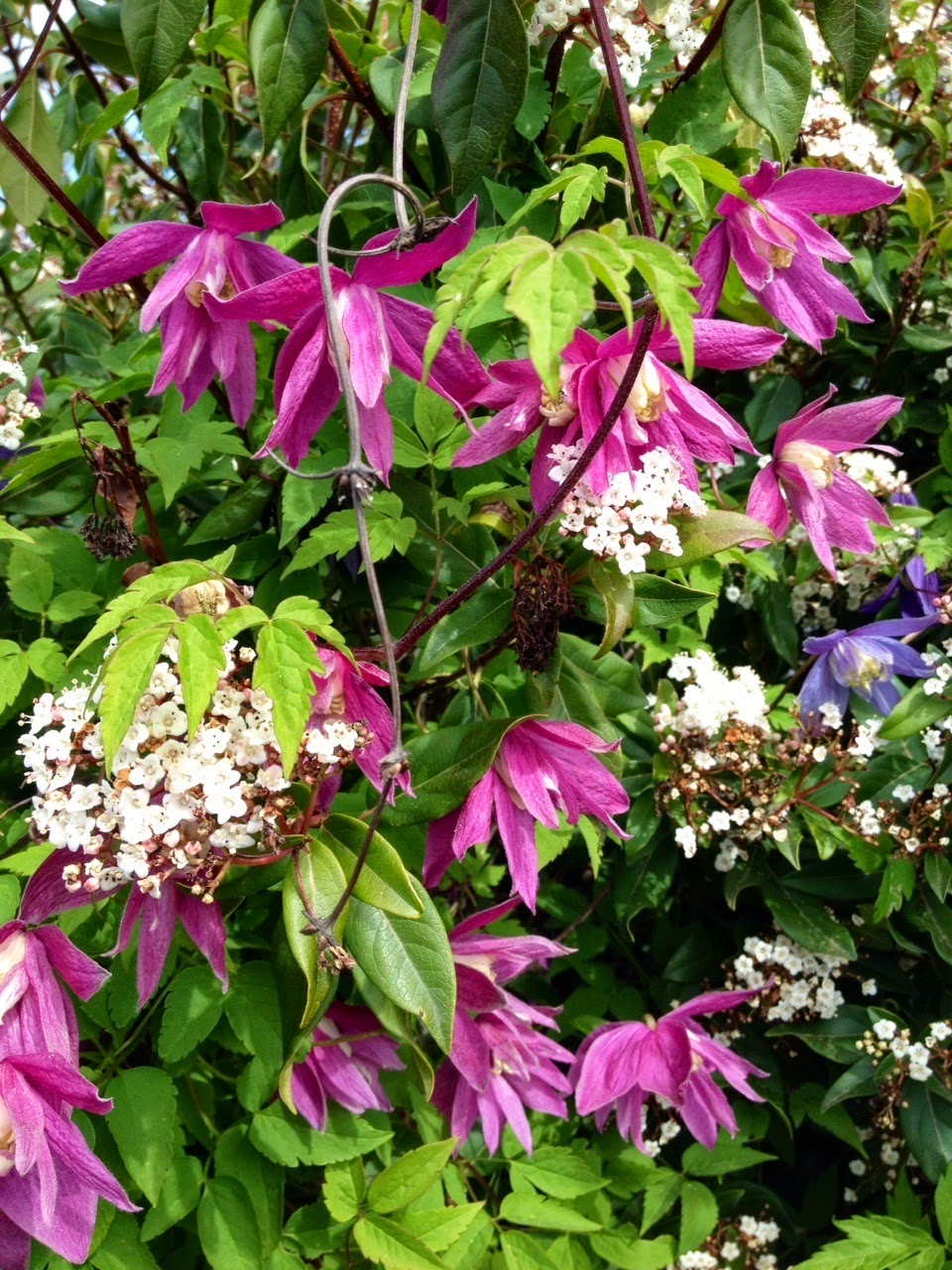 Gardening with Wyatt Clematis and Fuzzy Dogs!