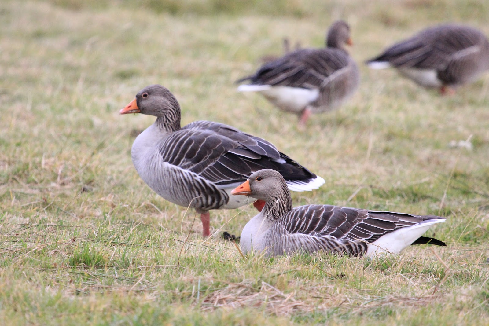 greylag geese