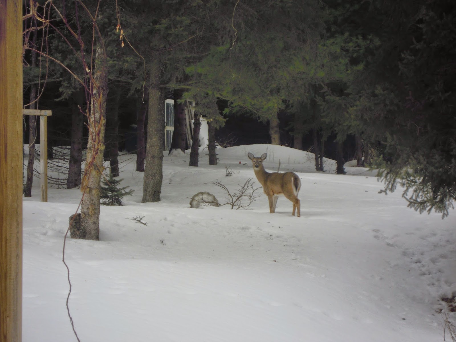 Help Save Dundas What is a Deer Yard?