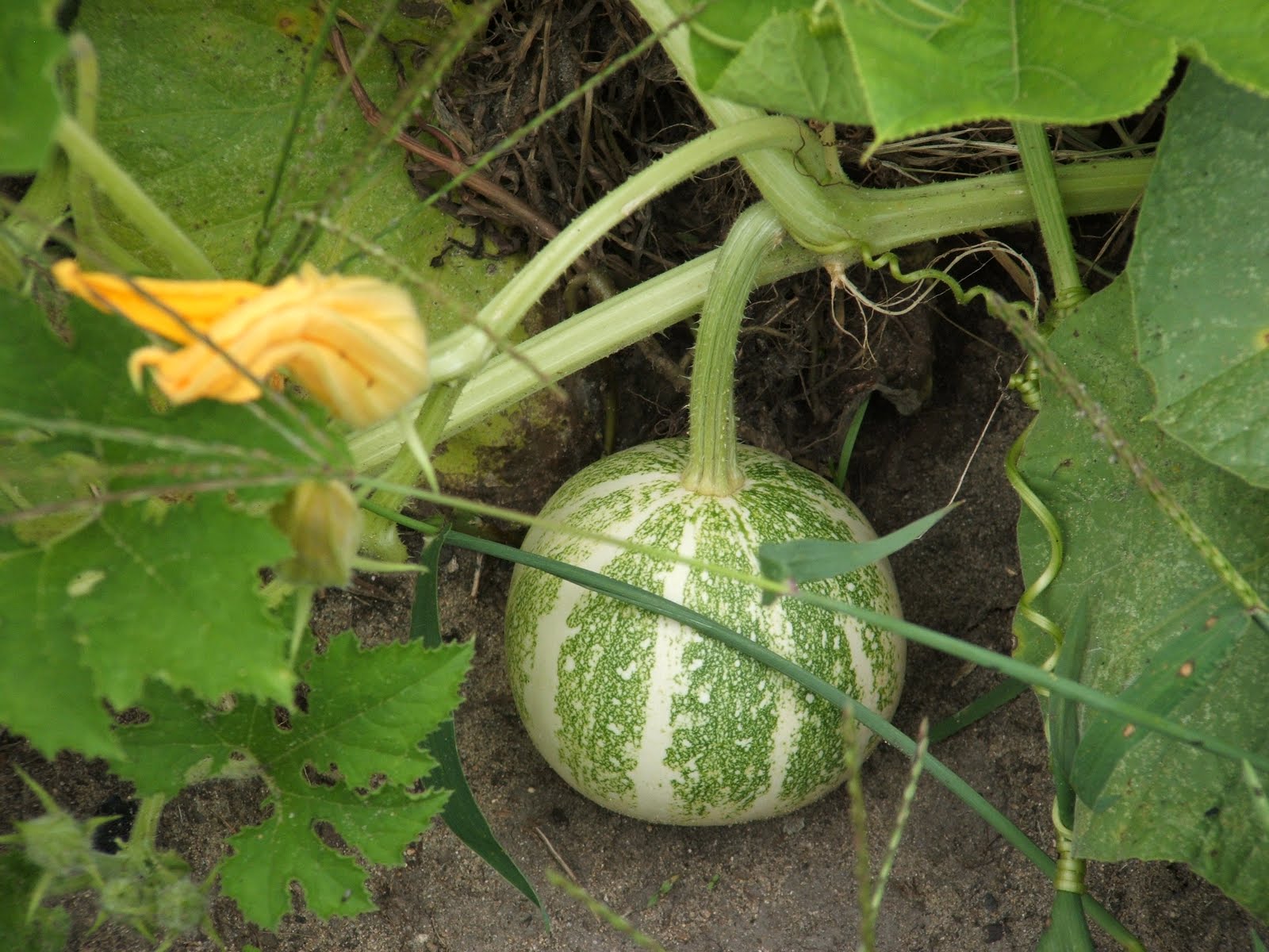 God's Growing Garden gourds, Gourds, GOURDS!
