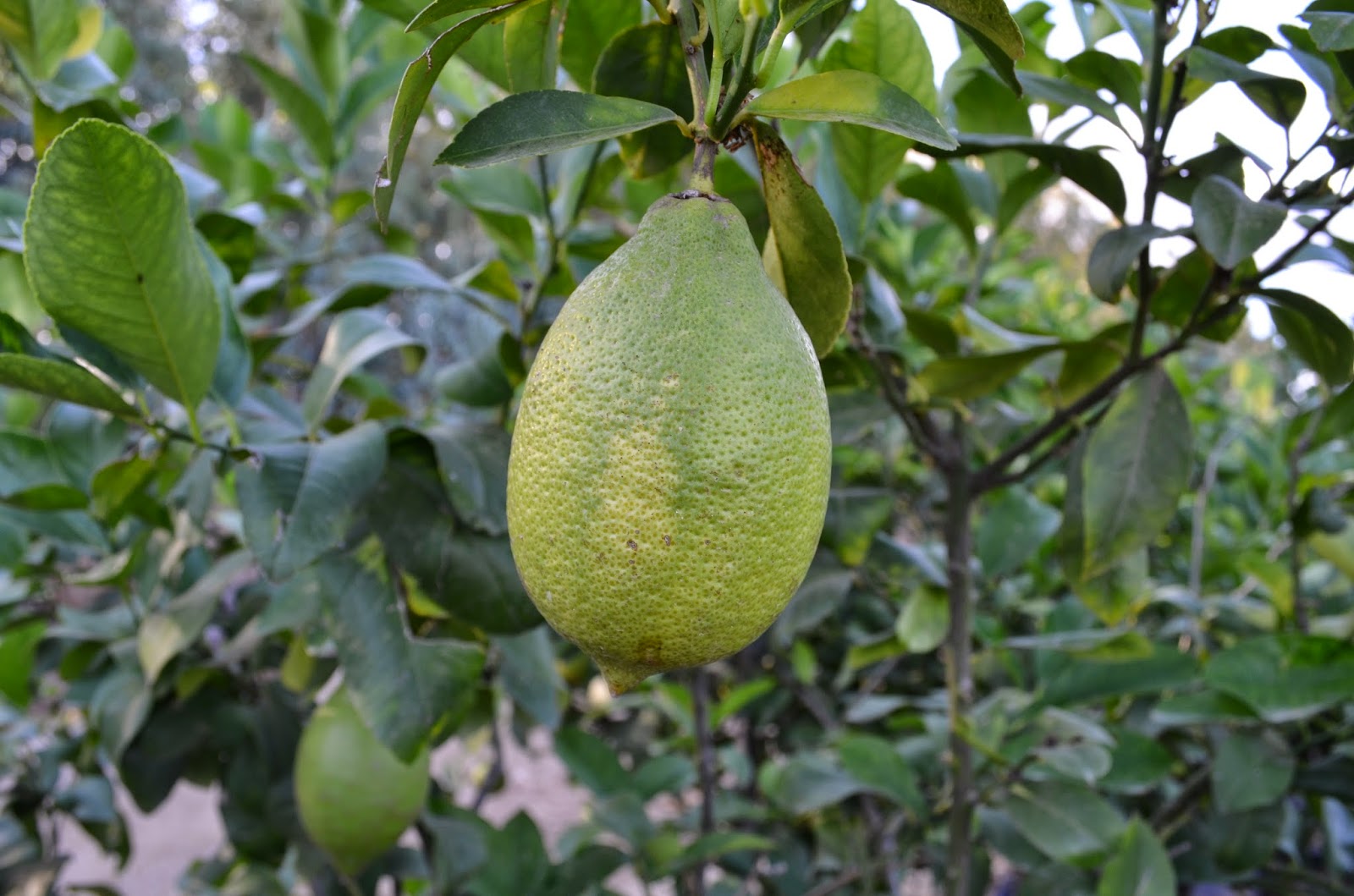 Piante Fiori Sementi Sardegna Vendita Ingrosso E Dettaglio Produzione E Vendita Agrumi In Sardegna