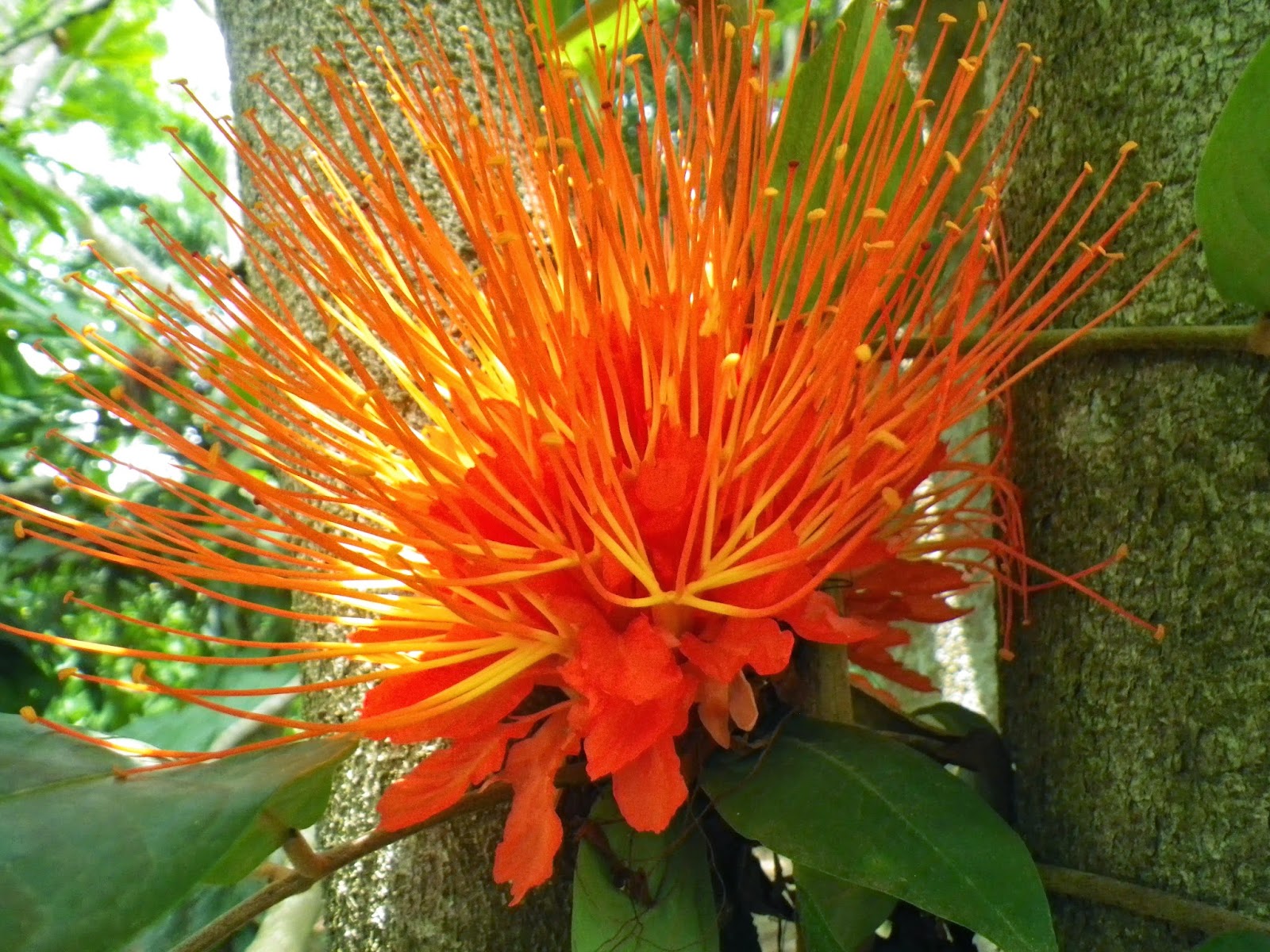 Cuba’s Botanical Garden a tropical treat