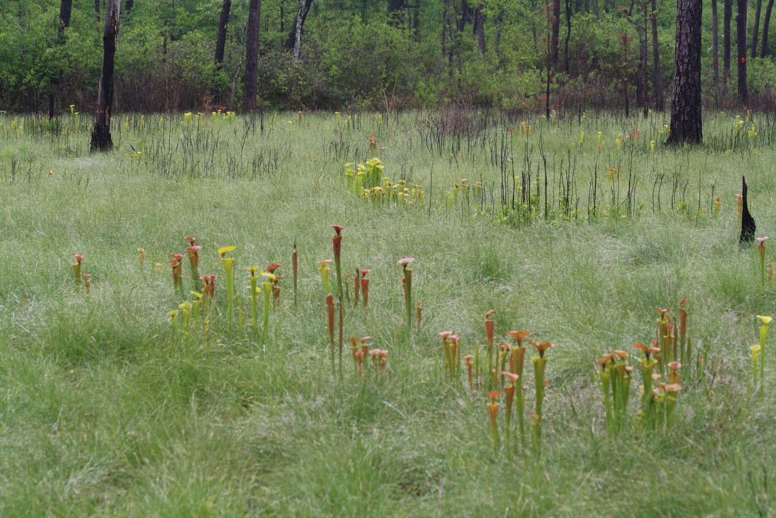 Retired and Living in NC Green Swamp Preserve and Airlie Garden