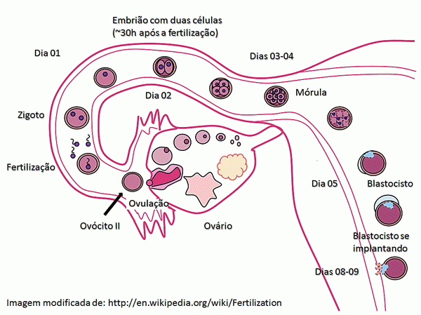Morula+Blastula ... gt Gallery For gt Morula Blastula GastrulaMorula Blastula Gastrula