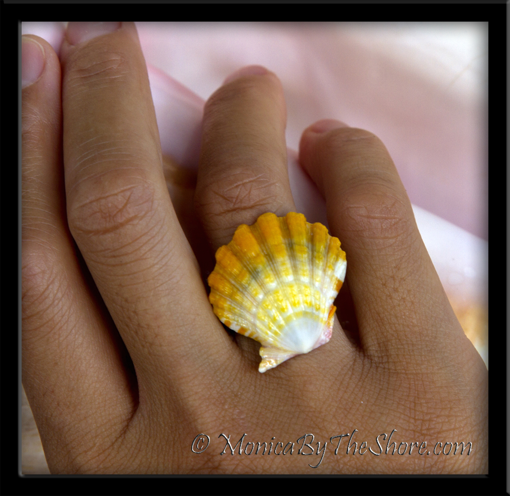 Monica's Blog Sunrise Shells Rings & Shell Earrings by