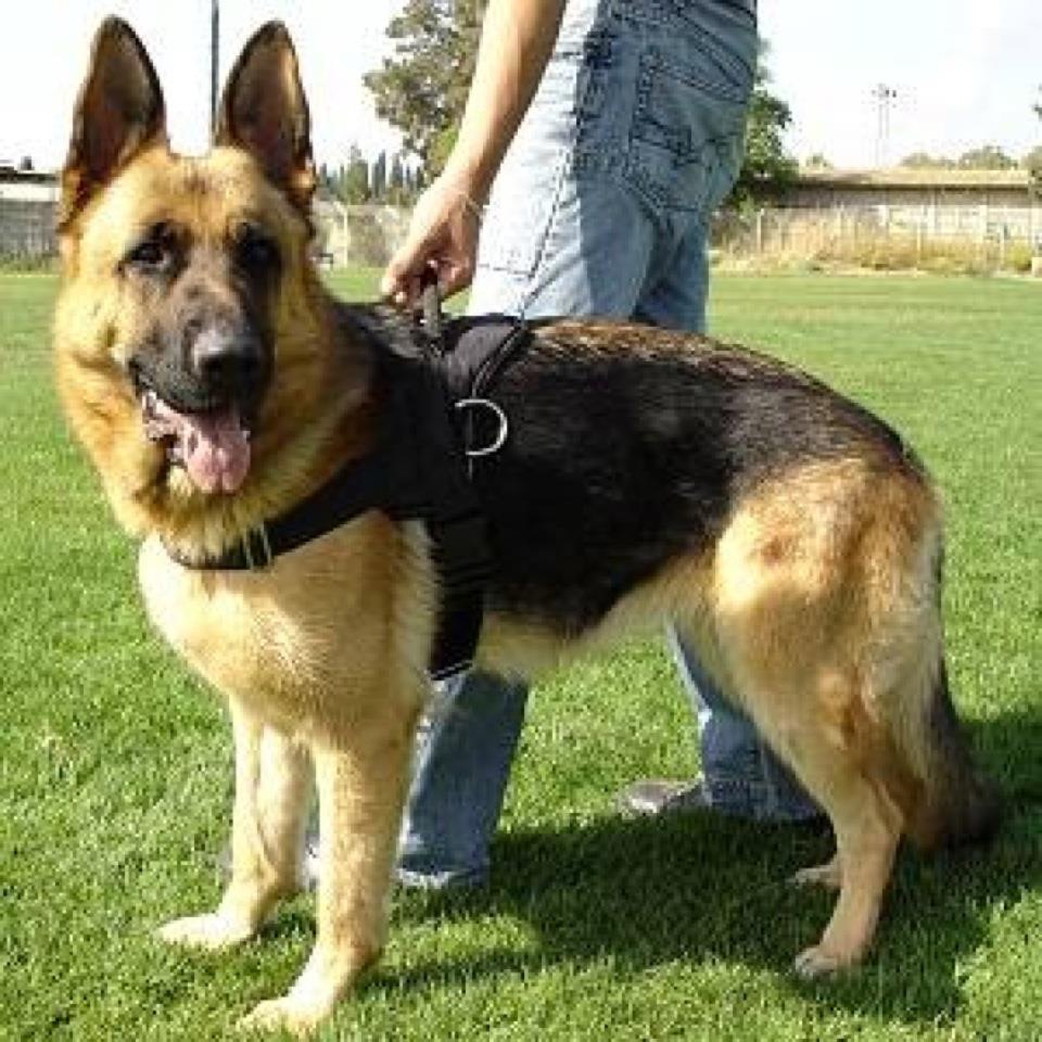 anniemany.com anniemany.com