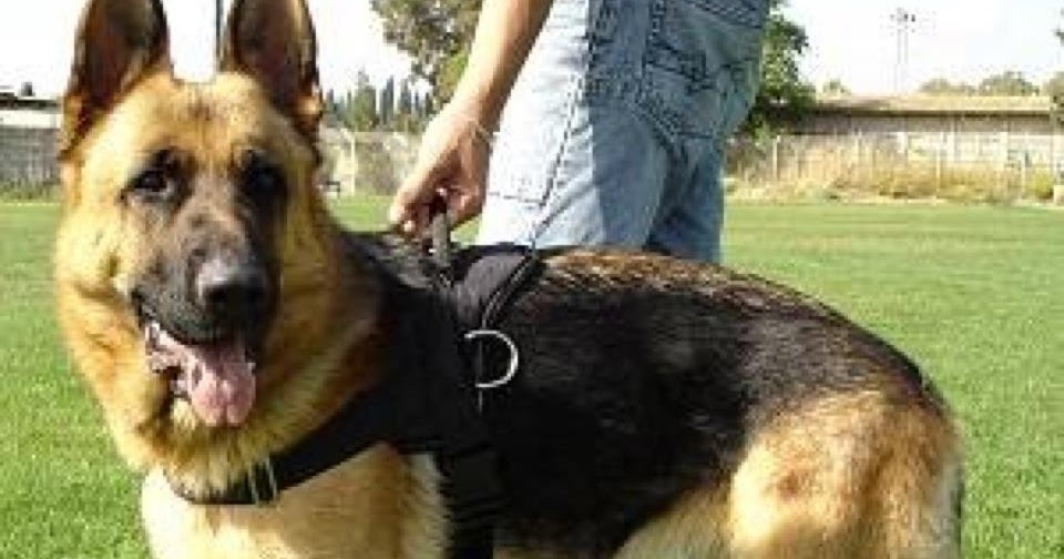 Size and Weight of German Shepherd Annie Many