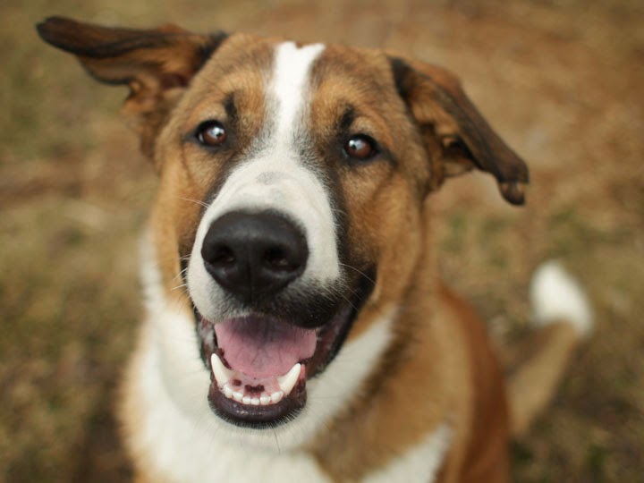 Power Collie (smooth) mix
