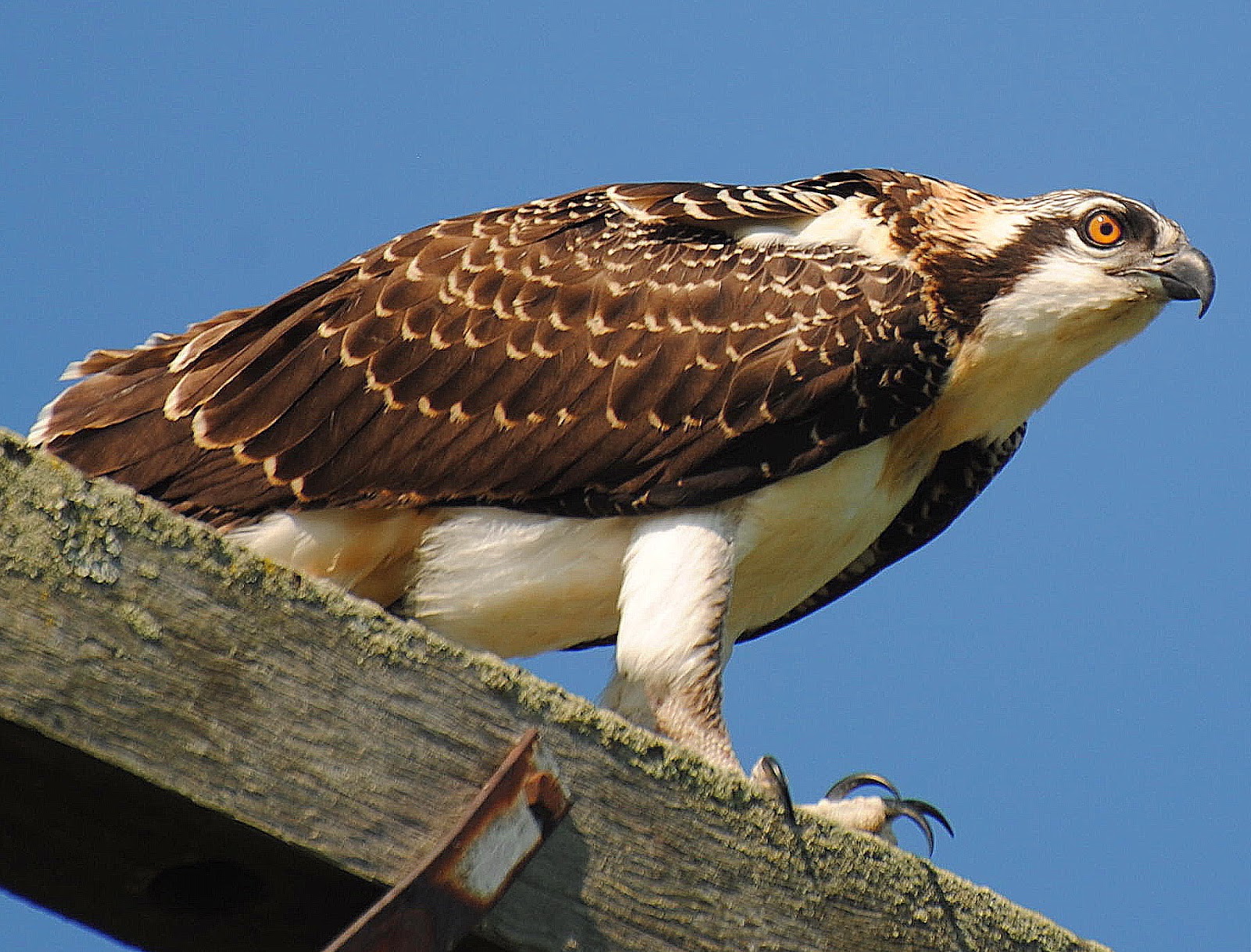 BARRY the BIRDER Northern King Township Osprey nest successful