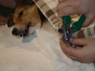 The technician trims Teardrop's nails while she recovers from aneasthesia.